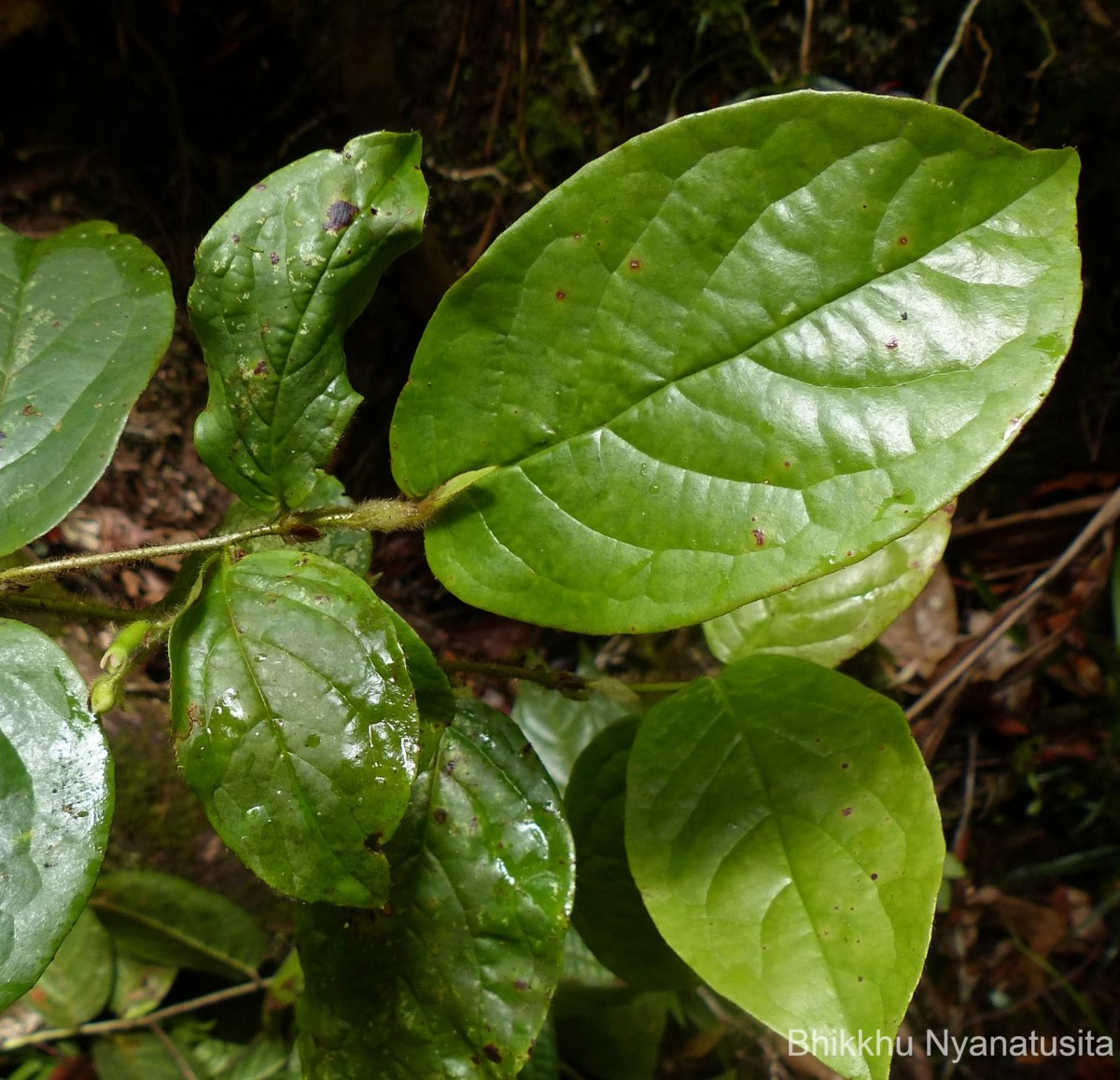 Symplocos pulchra subsp. hispidula (Thwaites) Noot.